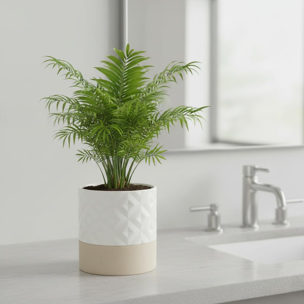 Nihow 6 INCH FLOWER POT Matte White & Brown Star